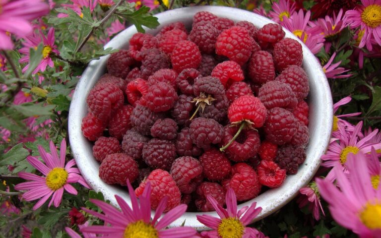 Read more about the article Równowaga emocjonalna, a żywienie